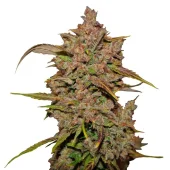 Crystal METH auto fem (FastBuds), Америка