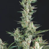 Og Confidencial fem (Trikoma Seeds), Испания