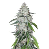 West Coast O.G. auto fem (FastBuds), Америка