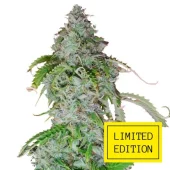 Auto White Haze genetics fem (IZI/LimEd)