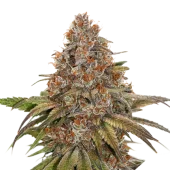 Blackberry Gum Auto autofem (Seed Stockers), США