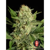 Motavation reg (Serious Seeds), Нидерланды