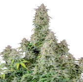 Forbidden Runtz Auto fem (FastBuds), Америка