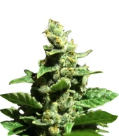 Green-O-Matic Auto fem (GHS), Нидерланды