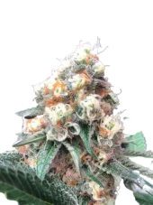 Lemonade Krush genetics fem (IZI)