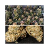 Creamy Kees reg (Super Sativa Seed Club), Нидерланды