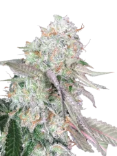 Auto Color Punch genetics fem (IZI)