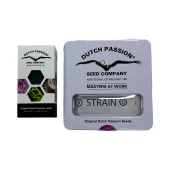 Meringue fem (Dutch Passion), Нидерланды