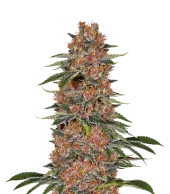 Purple Punch fem (Seed Stockers), США