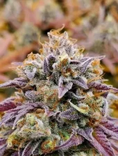 Cumbia fem (R-Kiem Seeds), Испания