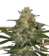 Auto Mazzar genetics (IZI)