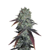 Fastberry Auto fem (FastBuds), Америка