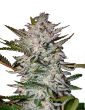 Holy Punch Fem feminised (GHS), Нидерланды