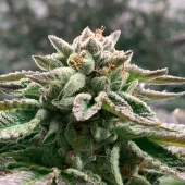 Klementine Auto fem (R-Kiem Seeds), Испания