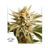 Lemon Z fem (Dutch Passion), Нидерланды