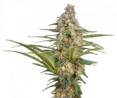 Cali Crasher fem (Doctor Choice), Канада