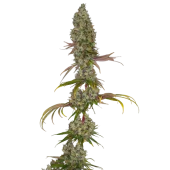 Rainbow Road fem (Paradise Seeds), Нидерланды