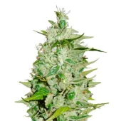 Cream Cookies Auto fem (FastBuds), Америка