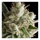 The Palmar Auto autofem (Trikoma Seeds), Испания