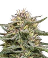 Raspberry Parfait fem (Humboldt Seed Company), США