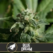 Blue Dream fem (Blimburn Seeds), Испания