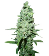 Strawberry-AKeil fem (Serious Seeds), Нидерланды