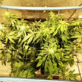 Icer fem (R-Kiem Seeds), Испания