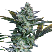 Diesel Auto autofem (Buddha Seeds), Испания