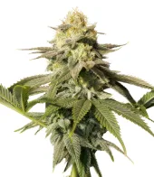 Orange Sherbet FF fem (FastBuds), Америка