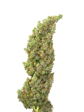 Auto Daiquiri Lime autofem (Dutch Passion), Нидерланды