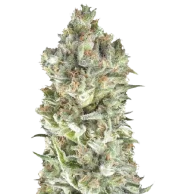 Total Cheese fem (Trikoma Seeds), Испания