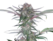 Zkitt Auto autofem (Buddha Seeds), Испания
