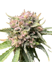 Sour Bluez genetics fem (IZI)