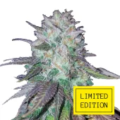 Blueberry Haze genetics fem (IZI/LimEd)