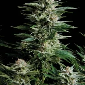 Patagonia fem (Trikoma Seeds), Испания