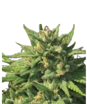 Bigfoot Glue fem (Humboldt Seed Company), США