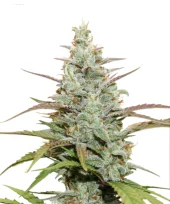 Mokum’s Tulip fem (Dutch Passion), Нидерланды