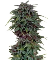 Durban Poison fem (Dutch Passion), Нидерланды