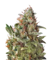 American Pie fem (Pyramid Seeds), Испания