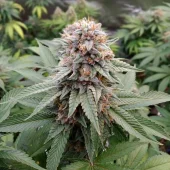 Wedding Gelato fem (Royal Queen Seeds), Испания