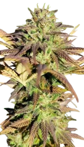 Black AK genetics fem (IZI)