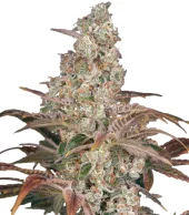 Jack's Dream Fem feminised (GHS), Нидерланды