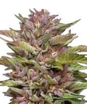Pineapple Muffin fem (Humboldt Seed Company), США