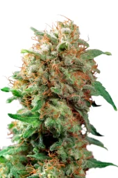 Auto Mazar autofem (Dutch Passion), Нидерланды