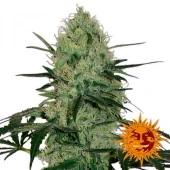 Tangerine Dream fem (Barney's Farm), Нидерланды
