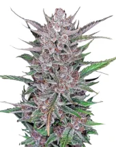 Gorilla Punch Auto fem (FastBuds), Америка