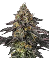 Sunset Paradise fem (Paradise Seeds), Нидерланды