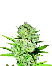 Skunk #1 Automatic autofem (Nirvana), Нидерланды