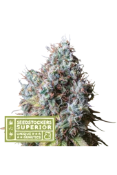 Rucu Cucu OG fem (Seed Stockers), США