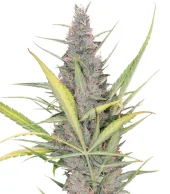 Original Auto Cheese fem (FastBuds), Америка